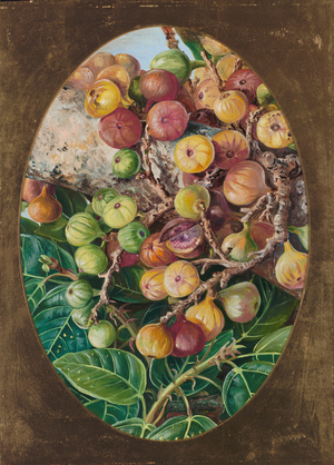 Foliage and fruit of fig tree held sacred by the Hindoos, 1878 (oil on board)