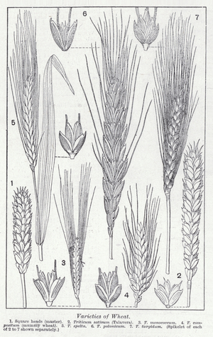 Varieties of wheat (litho)