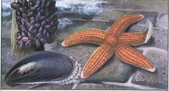 Near the breakwater, from colour Liebig postcard, 1940's (colour litho)