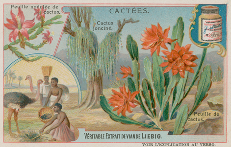 Joncine Cactus (chromolitho)