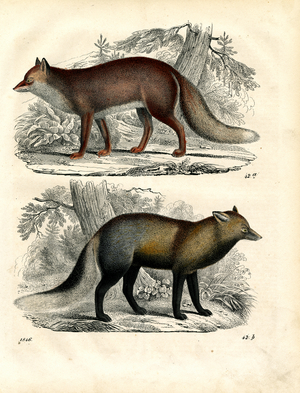 Red Fox and Cross Fox (hand-coloured engraving)