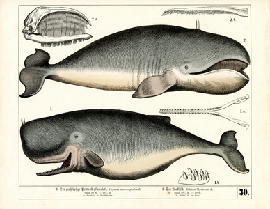Sperm Whale and Bowhead Whale with Anatomical Features, 1858 (lithography)