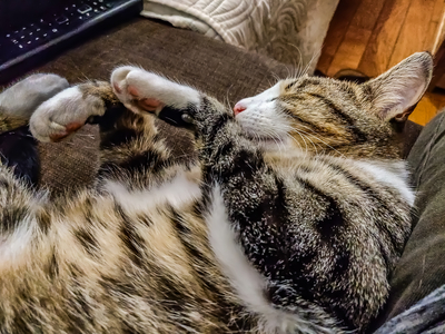 Good night cat, Dijon, France, October 2018 (photo)