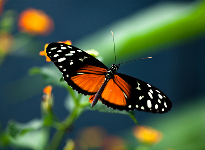 Butterfly on a flower, 2013 (photo)