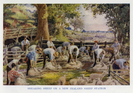 Sheep shearers working on a New Zealand sheep station (colour litho)