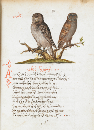 Pen and ink drawing of owls, with colour wash; rubrication and text