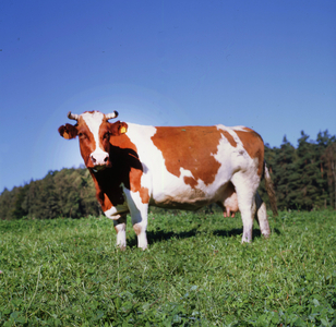 At the organic farmer 1996 DEU, Germany, Iserlohn At the organic farmer, here on September 17th, 1996 …, 1996 (photo)