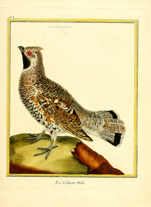 Male Hazel Grouse (print)