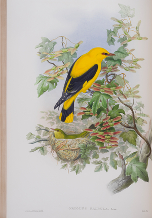 Oriolus Galbula, plate from 'The Birds of Great Britain' by John Gould, published 1862-73 (hand-coloured litho)