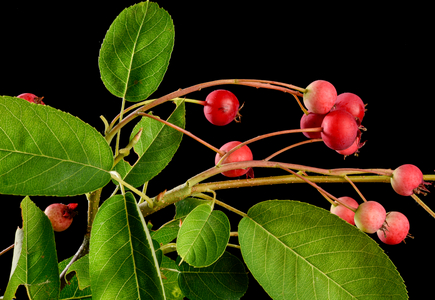 Red berries of savoy medlar (photo)