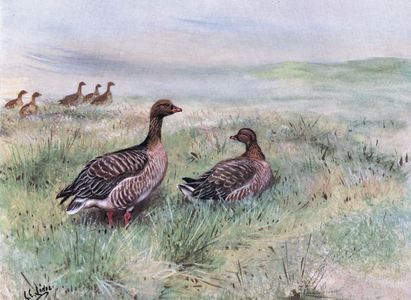 Pink Footed Geese (litho)