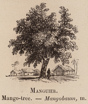 Le Vocabulaire Illustre: Manguier; Mango-tree; Mangobaum (engraving)