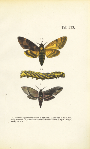 Hawk moths of the family Sphingidae, 1850 (lithography)