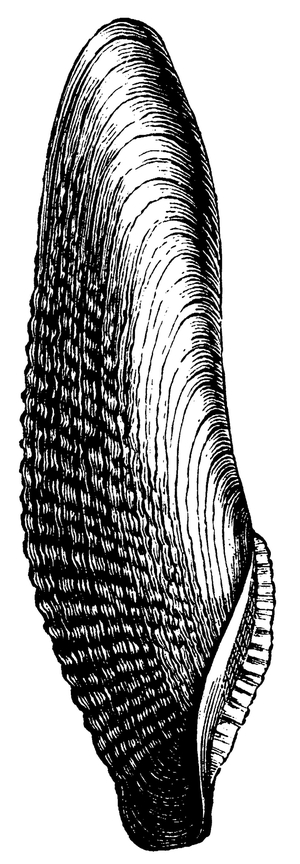 Pholas dactylus
