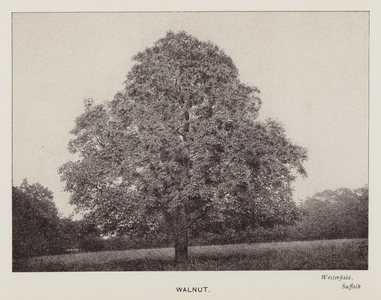 British Trees: Walnut, Westerfield, Suffolk (b/w photo)