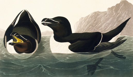 Alca torda, razorbill, Plate 214 from John James Audubon's Birds of America, original double elephant folio, 1827-30 (hand-coloured aquatint)