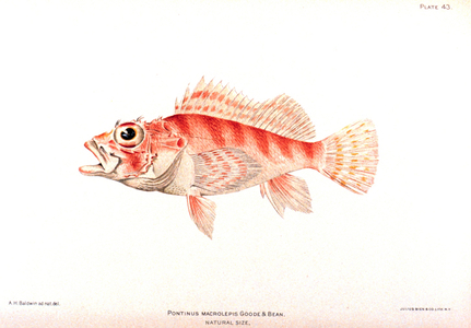 Illustration of an Pontinus macrolepis Goode & Bean 'The Fishes of Porto Rico', by Barton Warren Evermann and Millard Caleb Marsh
