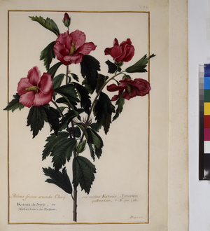 Full page: plant study for Hibiscus Syracus - rose mellow, c.1650-75