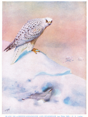 Greenland Falcon and Ptarmigan, illustration from 'British Birds' by Kirkman & Jourdain, 1966 (colour litho)