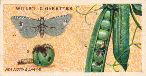 Garden Life: Pea Moth and Larvae (chromolitho)