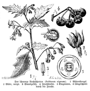 Black nightshade