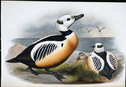 Steller's Duck (Eniconetta Stelleri) (hand-coloured litho)