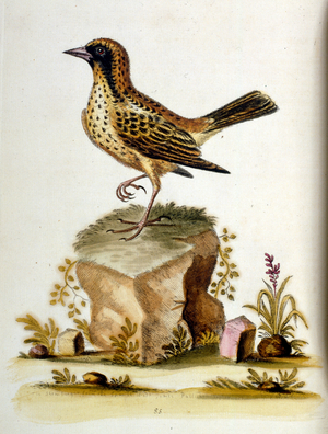 Watercolour illustration from a book of rare birds by G Edwards 1750. George Edwards (1694-1773) was a British naturalist and ornithologist. He travelled extensively through Europe, studying natural history and birds in particular. He gained some recognition for his coloured drawings, and published his first work in 1743-the first volume of A Natural History of Uncommon Birds.