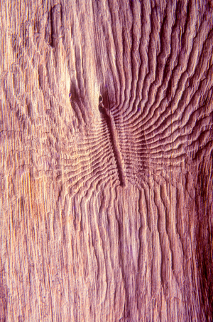 Nature detail: Larvae trails on tree trunk, Chiang Mai, Thailand