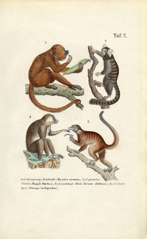 New World Monkeys and Lemurs, 1850 (lithography)