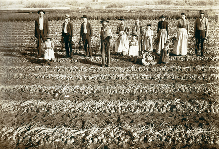 Family Harvest, c.1885  (b/w photo)