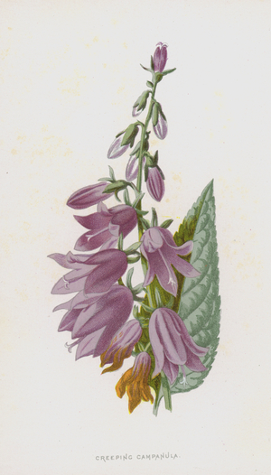 Creeping Campanula (chromolitho)