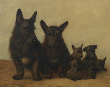 A family of Scotties (oil on canvas)