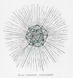 Beauties of nature: A Radiolarian (litho)