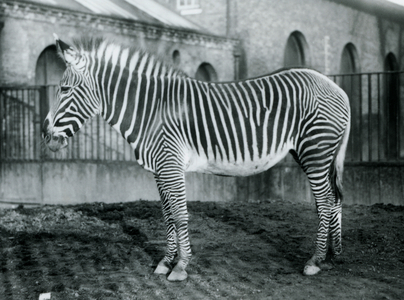 Female Grevy's Zebra, or Imperial Zebra, 'Jennie' standing in her paddock at London Zoo, 1927 (b/w photo)
