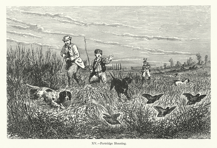 Partridge Shooting (engraving)