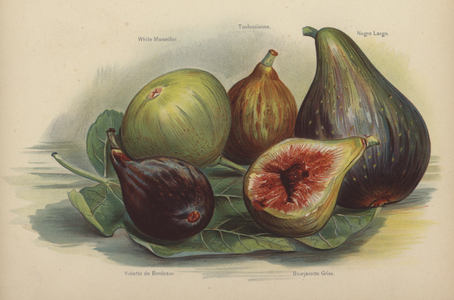 White Marseilles, Toulousienne, Negro Largo, Violette de Bordeaux, Bourjasotte Grise (chromolitho)