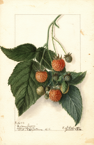Rasberries (Rubus: Golden Queen) (watercolour)