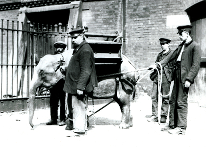 Keepers Jack Milbourne, H Robertson and Thomas train a young Asian Elephant, London Zoo, May 1922 (b/w photo)