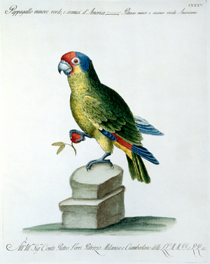 Aratinga wagleri minor