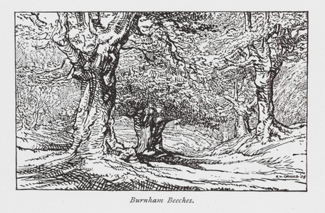 Burnham Beeches (litho)