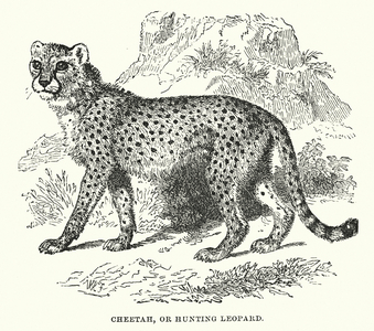 Wilds of Africa: Cheetah, or Hunting Leopard (engraving)