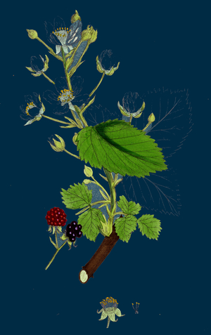Pyrus Eu-Aria; Common White-Beam