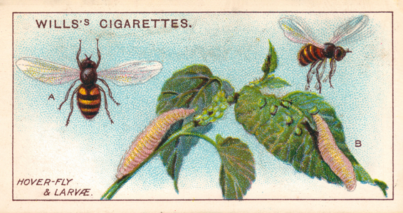 Garden Life: Hover-Fly and Larvae (chromolitho)