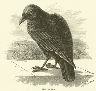 The raven (engraving)