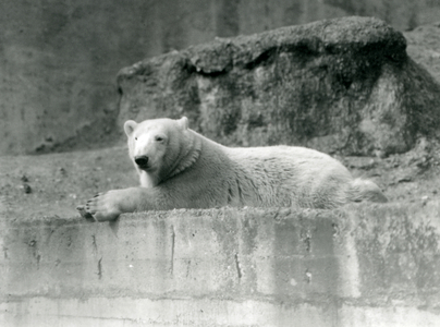 A young Polar Bear rests on a rocky ledge in its enclosure at London Zoo in 1927 (b/w photo)