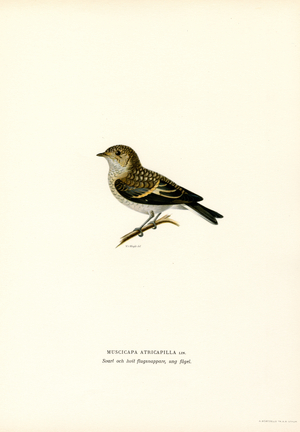 Pied Flycatcher (colour litho)