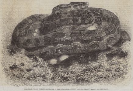 The Great Python Serpent incubating at the Zoological Society's Gardens, Regent's Park (engraving)
