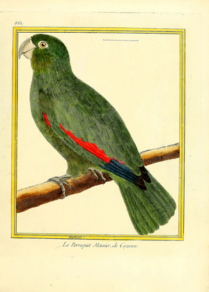 Blue-headed Parrot from Cayenne (print)