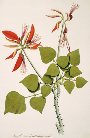 Erythrina corallodendron