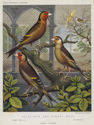 Goldfinch and Canary Mule, Dark Mealy, Cinnamon, Dark Jonque (colour litho)